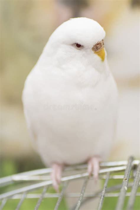 Albino Budgie Stock Image Image Of White Small Animal 56488313