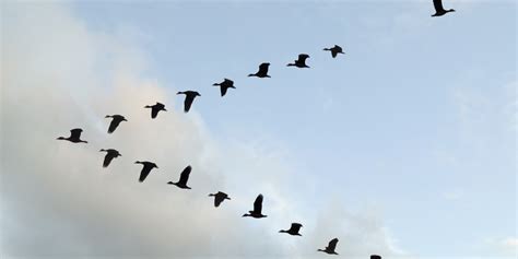 Heres Why Birds Fly In A V Formation Huffpost