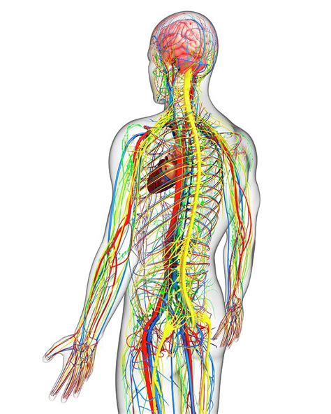 For detailed discussions of specific tissues, organs, and systems, see human blood; Male Anatomy Photograph by Pixologicstudio/science Photo ...