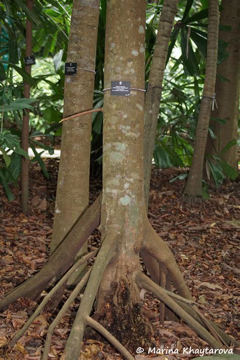 Trees Of Tropical Asia Dillenia Reticulata