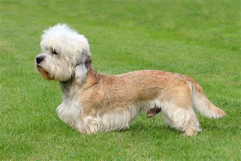 Miniature Poodle Vs Dandie Dinmont Terrier Breed Comparison