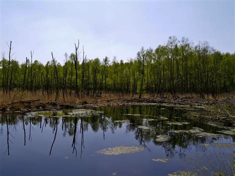 Free Images Tree Water Grass Marsh Swamp Wilderness Lake Pond