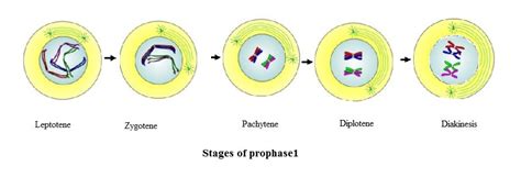 Prophase I Of Meiosis Drinkhooli