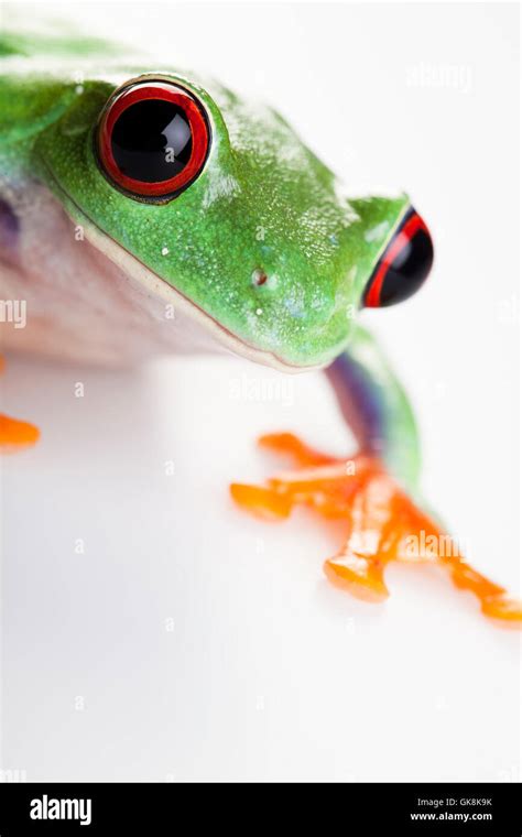 Animal Pet Amphibian Stock Photo Alamy