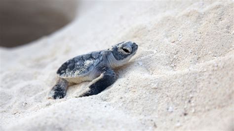 Hundreds Of Baby Sea Turtles Hatch At Myrtle Beach Fox8 Wghp