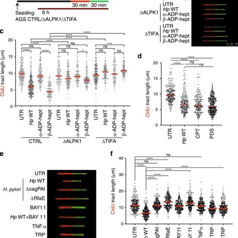 H Pylori Induces Dna Replication Stress In Host Cells A Schematic