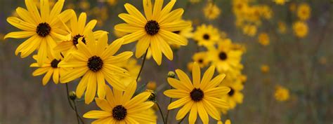 The temperatures around the state vary from the mountains to the coast, as do the flowers. Elect The Bird-Friendly Native Plants of the Year ...