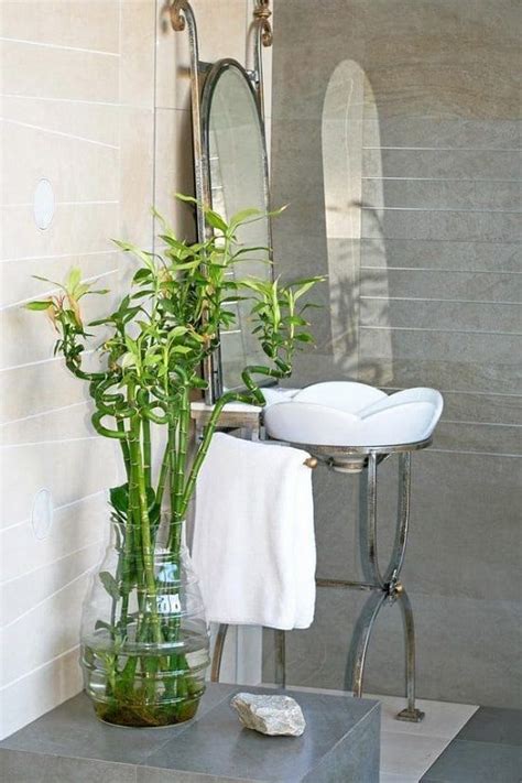 17 Bathroom Plants No Window Ideas Dhomish
