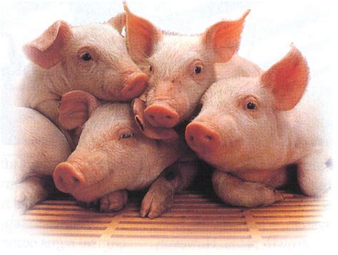 piggys :D - Pigs Photo (2941055) - Fanpop