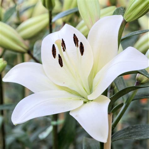 White County Asiatic Lily Ubicaciondepersonascdmxgobmx
