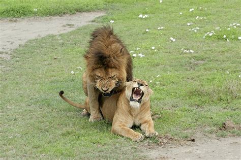Lion And Lioness Mating Photograph By Photostock Israel Pixels