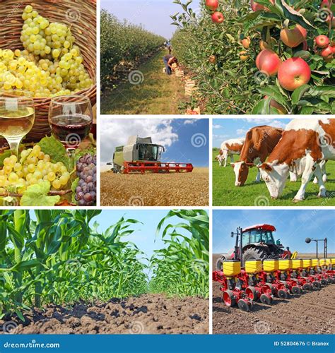 Agriculture Collage Stock Photography 6132122