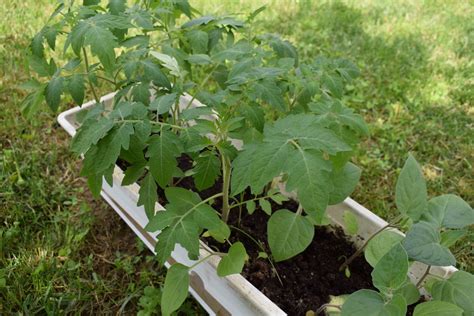 Now you can find out in the click of. tomatoes - resources to identify tomato plants by leaves ...