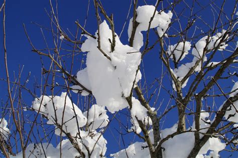 Free Images Tree Nature Branch Blossom Snow Winter Sky Flower