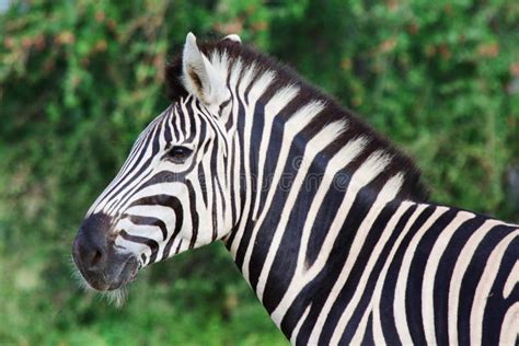 Male Zebra Royalty Free Stock Images Image 13722259