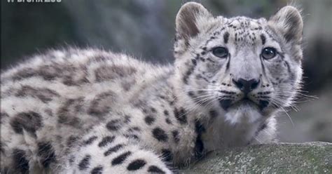 Baby Ghost Cat Makes Debut At Wildlife Conservation Societys Bronx