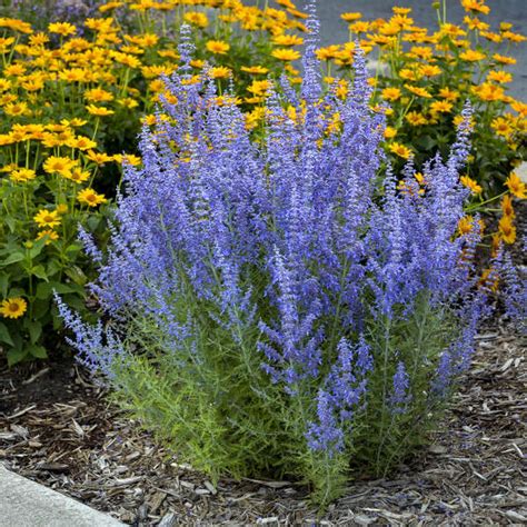 Perovskia Atriplicifolia Denim N Lace New Blooms Nursery