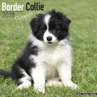 Border collie puppies have notable qualities like energy, enthusiasm and power. Border Collie Puppies Calendar 2018 : Avonside Publishing ...