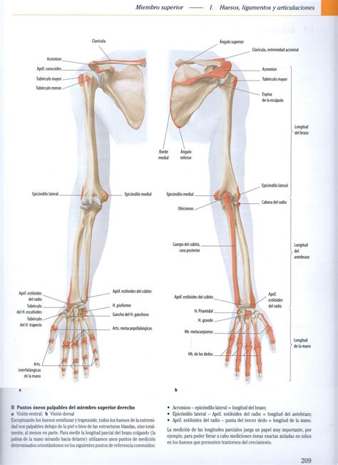 Anatomia Articulaciones Del Miembro Superior