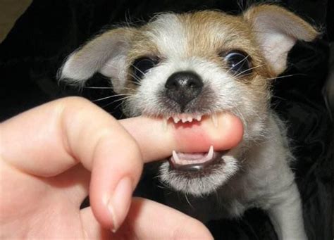 狗狗突然咬人，最常见的5个原因，千万不能触碰！