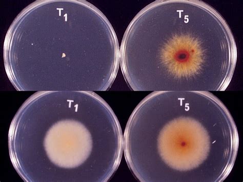 Trichophyton Mycology University Of Adelaide