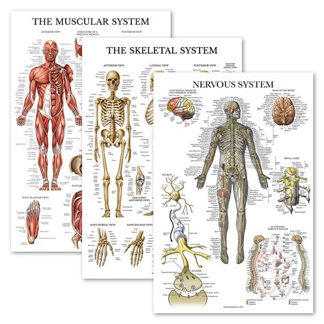 Buy 3 Pack Muscle Skeleton Nervous System Anatomy Poster Set