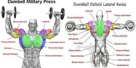 Know Your Muscles The Shoulders And Arms Bodydulding