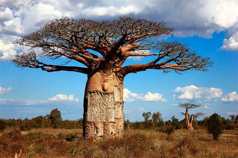 Plantas Trazidas Da áfrica Para O Brasil