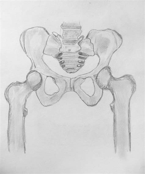 Pelvis Sketch By Midget525 On Deviantart