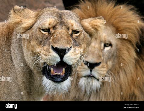 Barbary Lion Panthera Leo Leo Snarling Lioness With Male Behind
