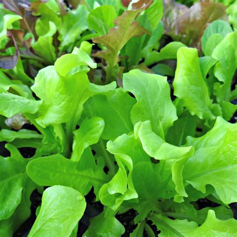 Growing Looseleaf Lettuce Mixes Oak Hill Homestead