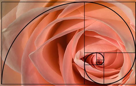 Why does nature use the golden ratio? Examples Of The Golden Ratio You Can Find In Nature ...