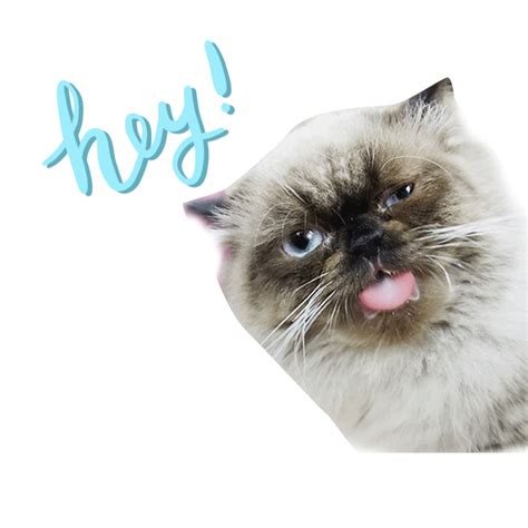 Hello Cat Sticker By Catsmart Marketing For Ios And Android Giphy
