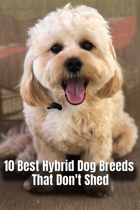 10 Best Hybrid Dog Breeds That Dont Shed Hybrid Dogs Dog Breeds