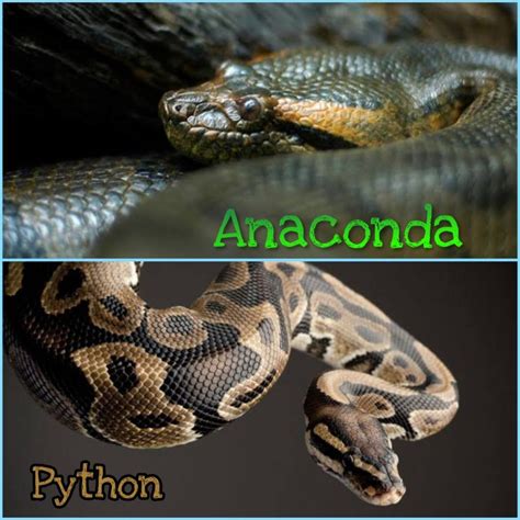 Boa Vs Python Difference Workingascse