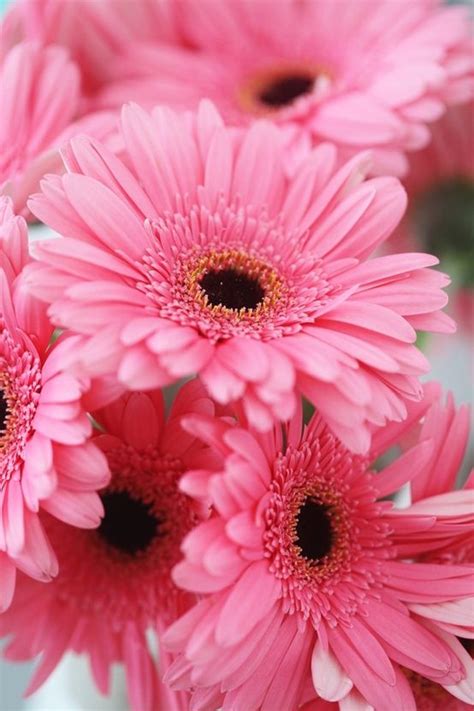 Black, grey, bliss pink and aqua. Natures Doorways | Beautiful flowers, Pink gerbera, Pretty ...