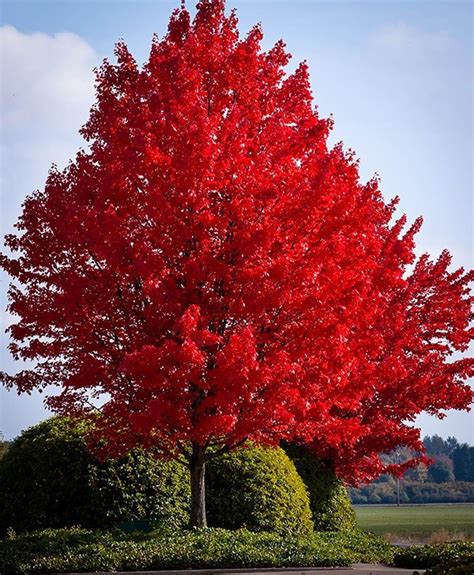 American Red Maple For Sale The Tree Center