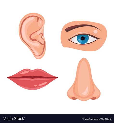 Human Face Parts Or Sensory Organs Set Nose Ear Vector Image