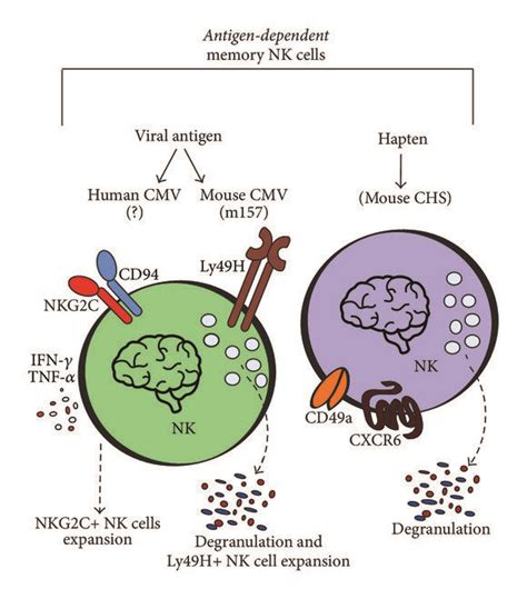 Memory Like NK Cell Formation A Antigen Dependent Memory Like NK Download Scientific Diagram