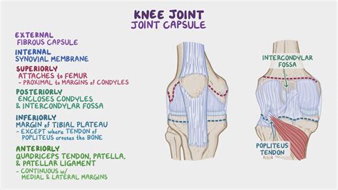Anatomy Of The Knee Joint Osmosis