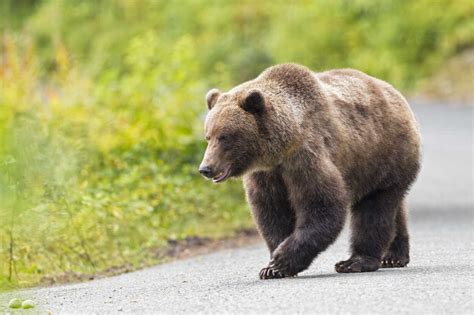 Usa Alaska Brown Bear Walking On Road Near Chikoot Lake Stockphoto