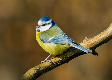 Heimische Wintervögel Beobachten Und Erkennen Bergwelten