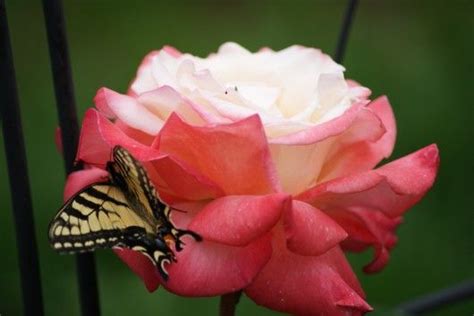 Eastern Tiger Swallowtail Butterflyon A Pretty Rose By Darlene Via