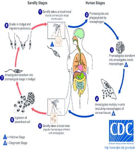 Life Cycle Of Leishmania Parasite Dpd Cdc Gov Dpdx Download Scientific Diagram