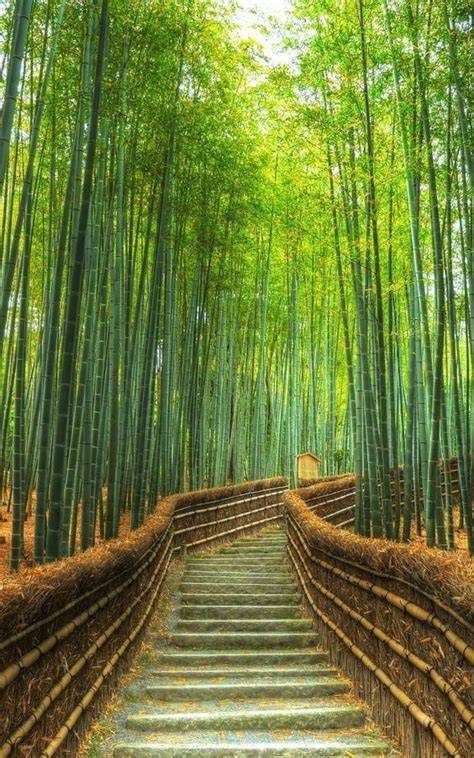 Bamboo Scenery Pictures