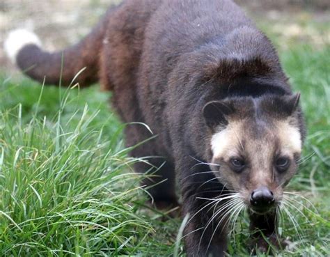 Suzys Animals Of The World Blog The Masked Palm Civet