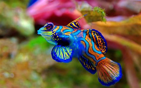 Pescadito Saltwater Aquarium Fish Most Beautiful Animals Mandarin Fish
