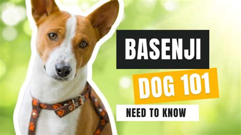Basenji Dog Breed Guide 101 Photos Puppies Oodle Life