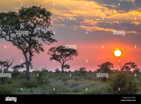 African Savanna Plain Overview With Trees Bushes And Grass At Sunset In