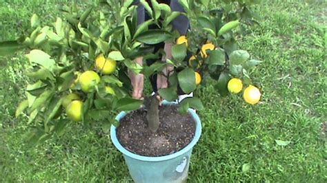 If so, please try restarting your browser. Citrus 2 Graft Fruit Salad Tree.MPG - YouTube